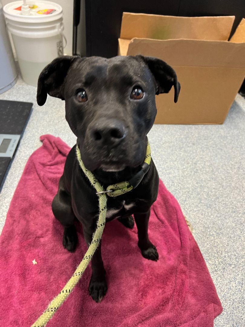 Echo, a Adoptable mixed breed in Bolivar, TN image 3/4