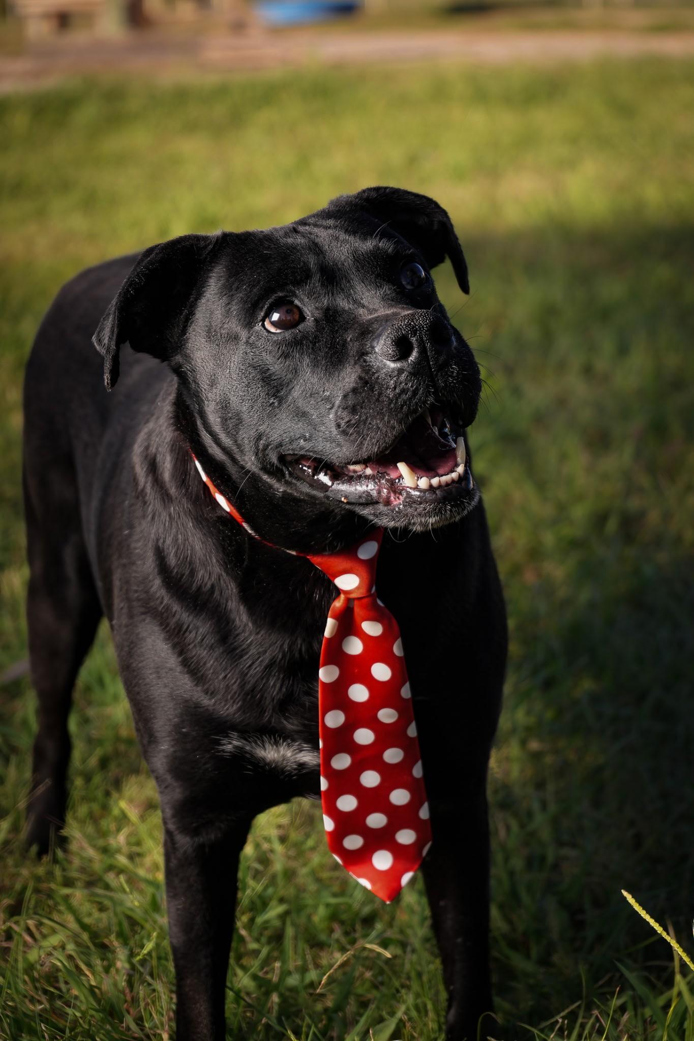 Echo, a Adoptable mixed breed in Bolivar, TN image 1/4
