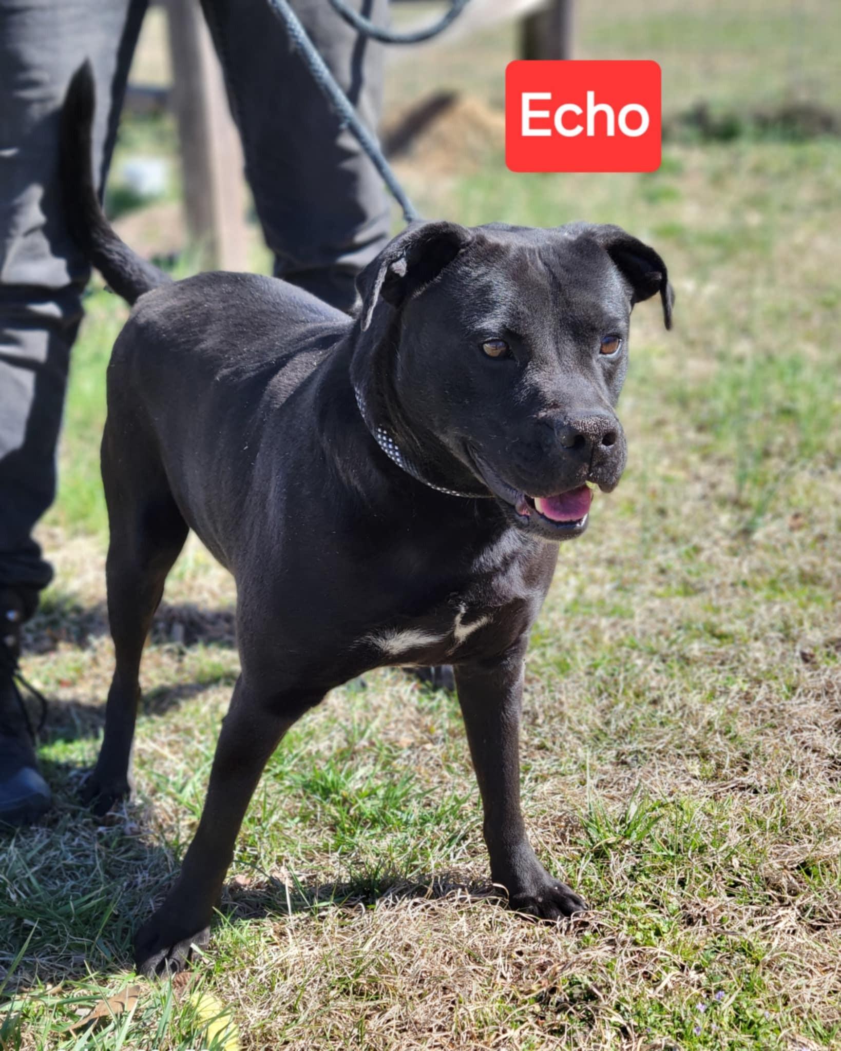 Echo, a Adoptable mixed breed in Bolivar, TN image 2/4