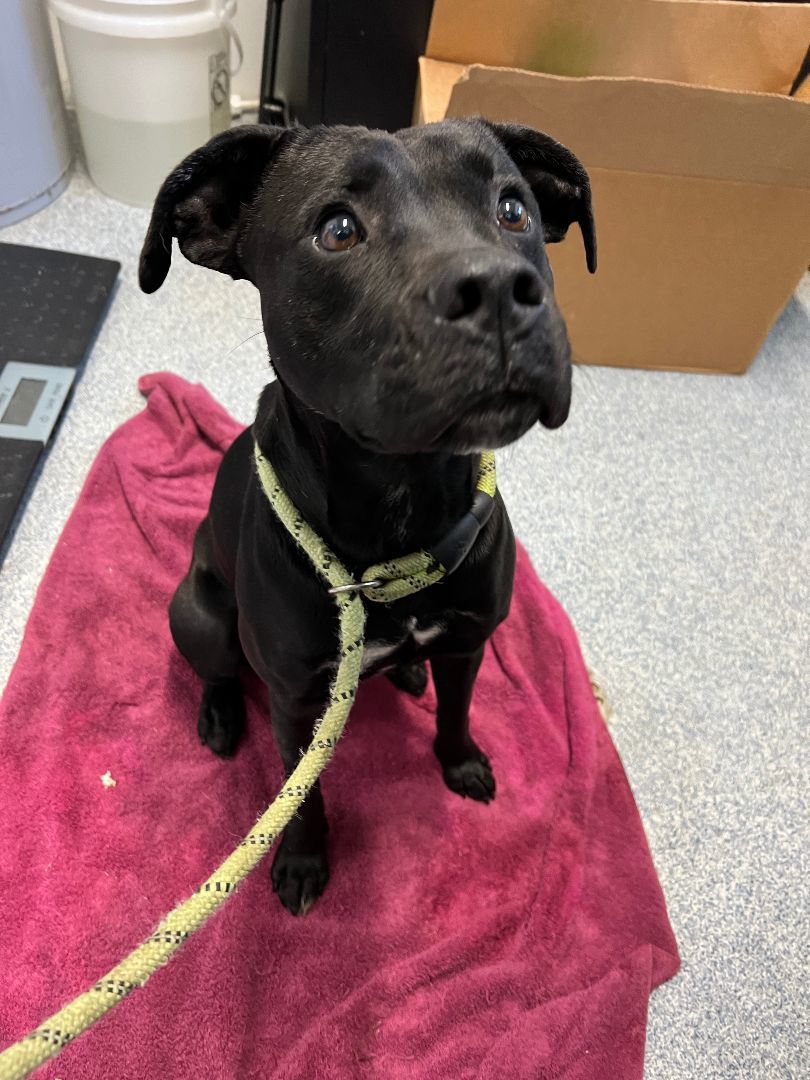 Echo, a Adoptable mixed breed in Bolivar, TN image 4/4