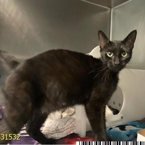 Cleo, Adoptable, Adult Female Domestic Short Hair.