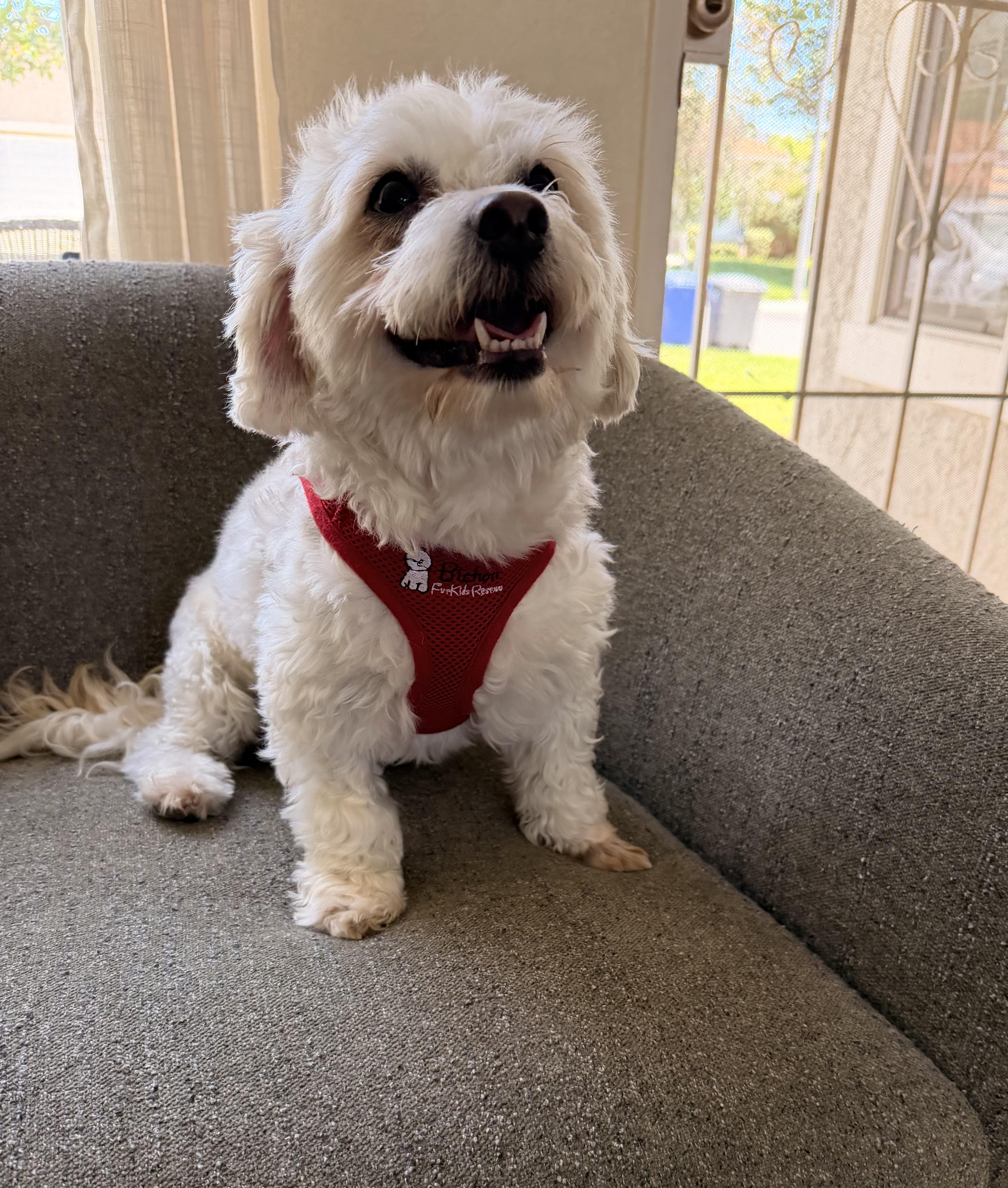 Enlarge Mischievous Mochi, a ADOPTABLE mixed breed in Carlsbad, CA image 3/4
