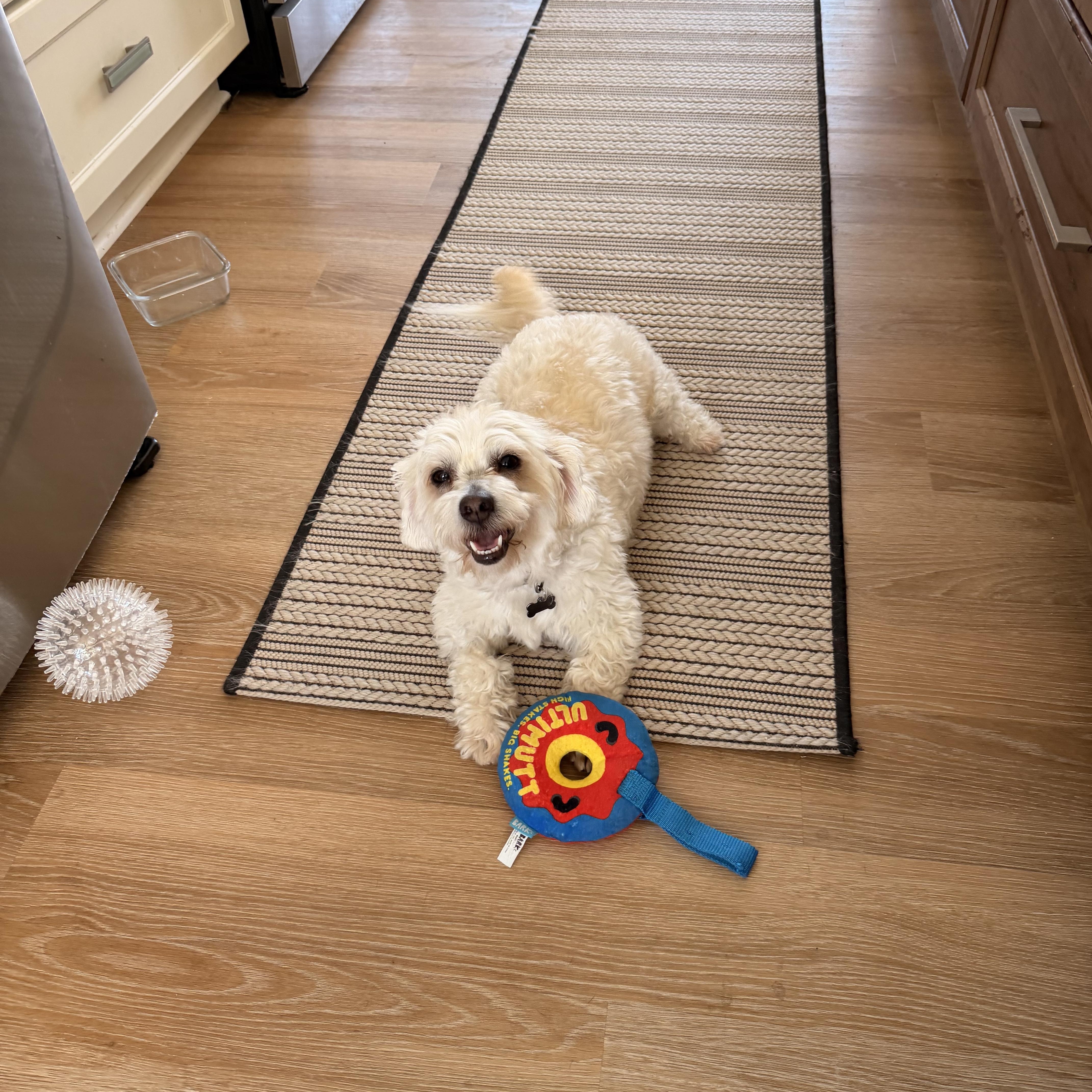 Enlarge Mischievous Mochi, a ADOPTABLE mixed breed in Carlsbad, CA image 2/4