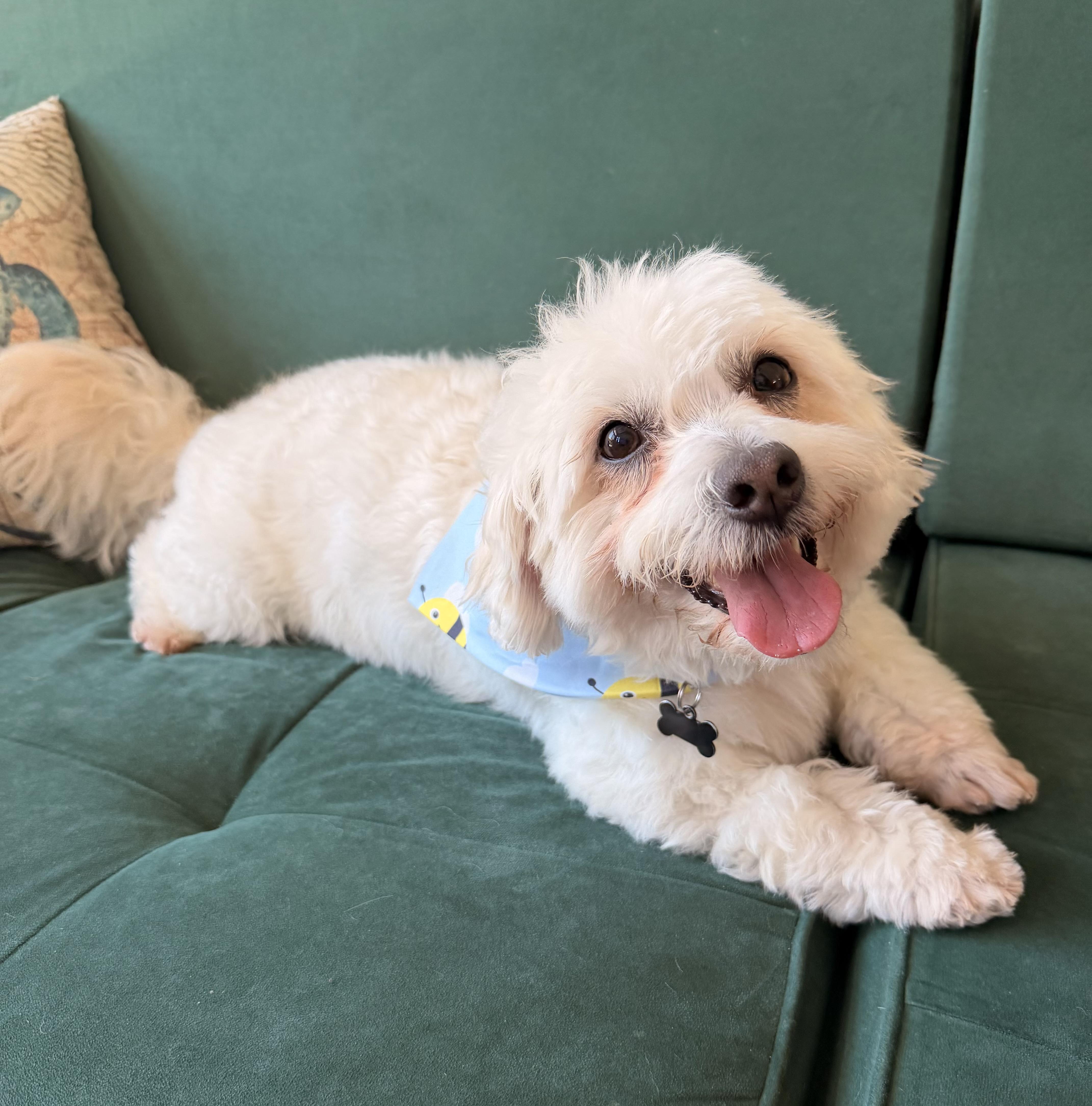 Mischievous Mochi, ADOPTABLE, Young Male Bichon Frise & Maltese.