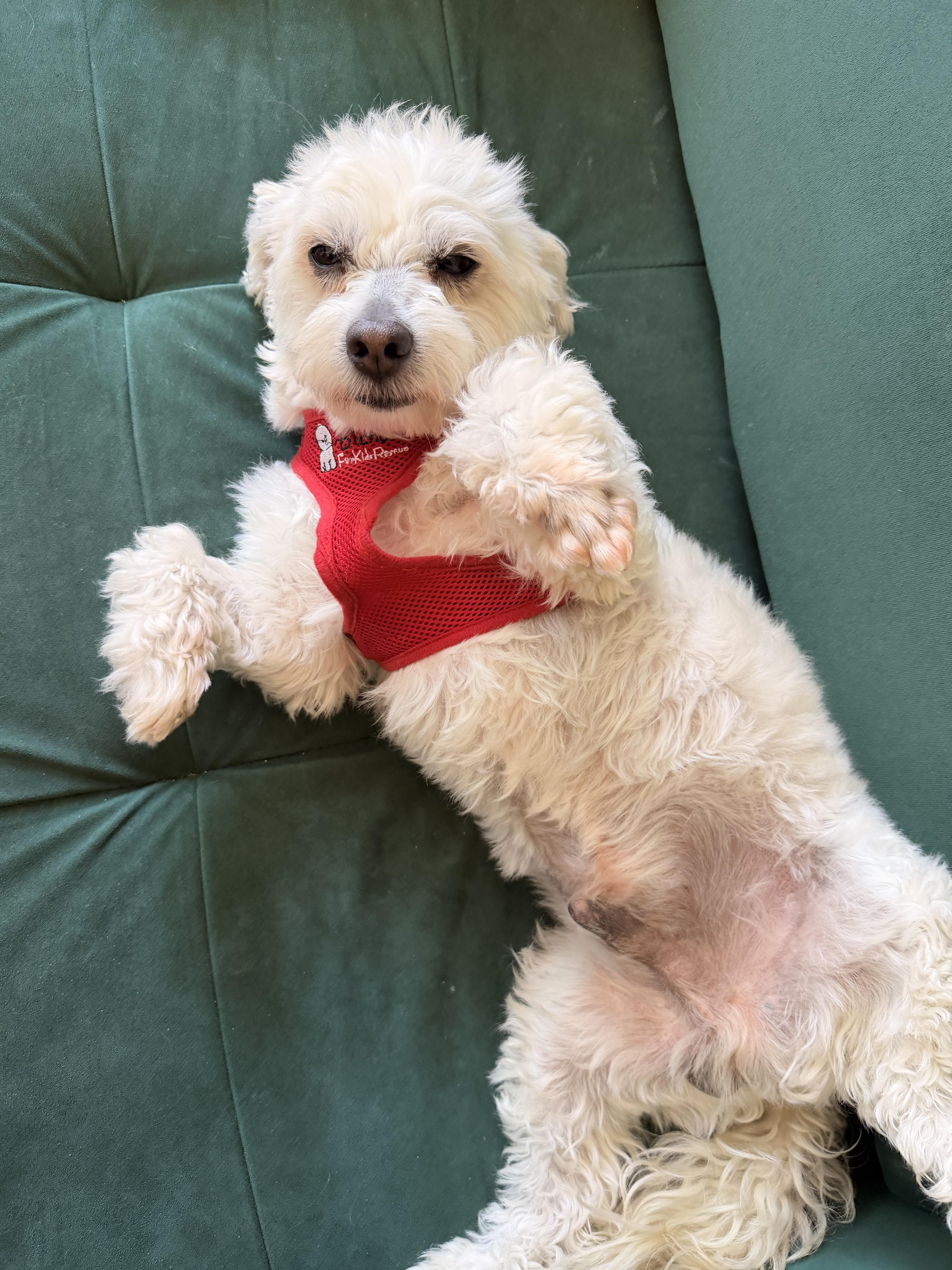 Enlarge Mischievous Mochi, a ADOPTABLE mixed breed in Carlsbad, CA image 4/4