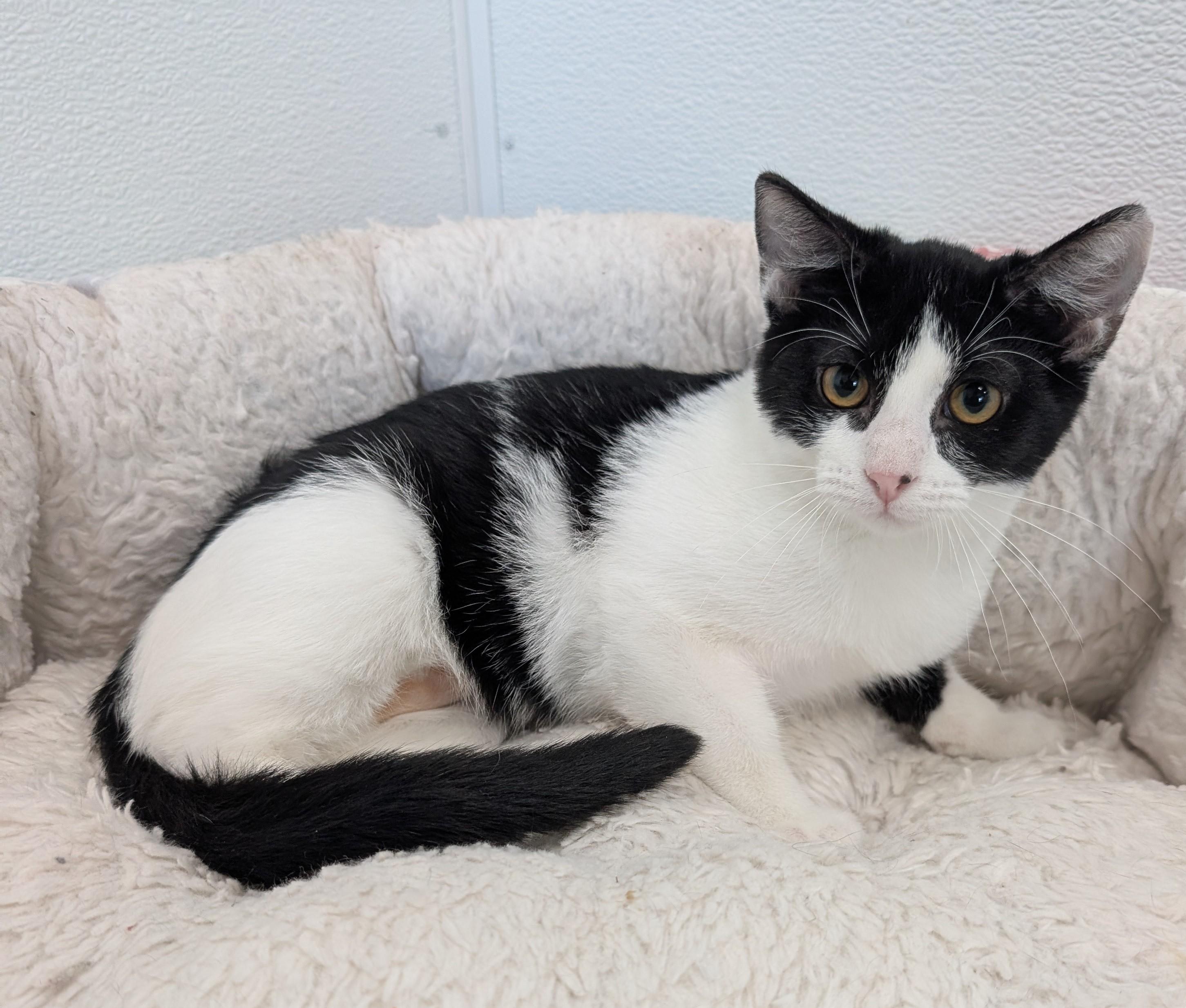 Daisy, adoptable, Young Female Domestic Short Hair.