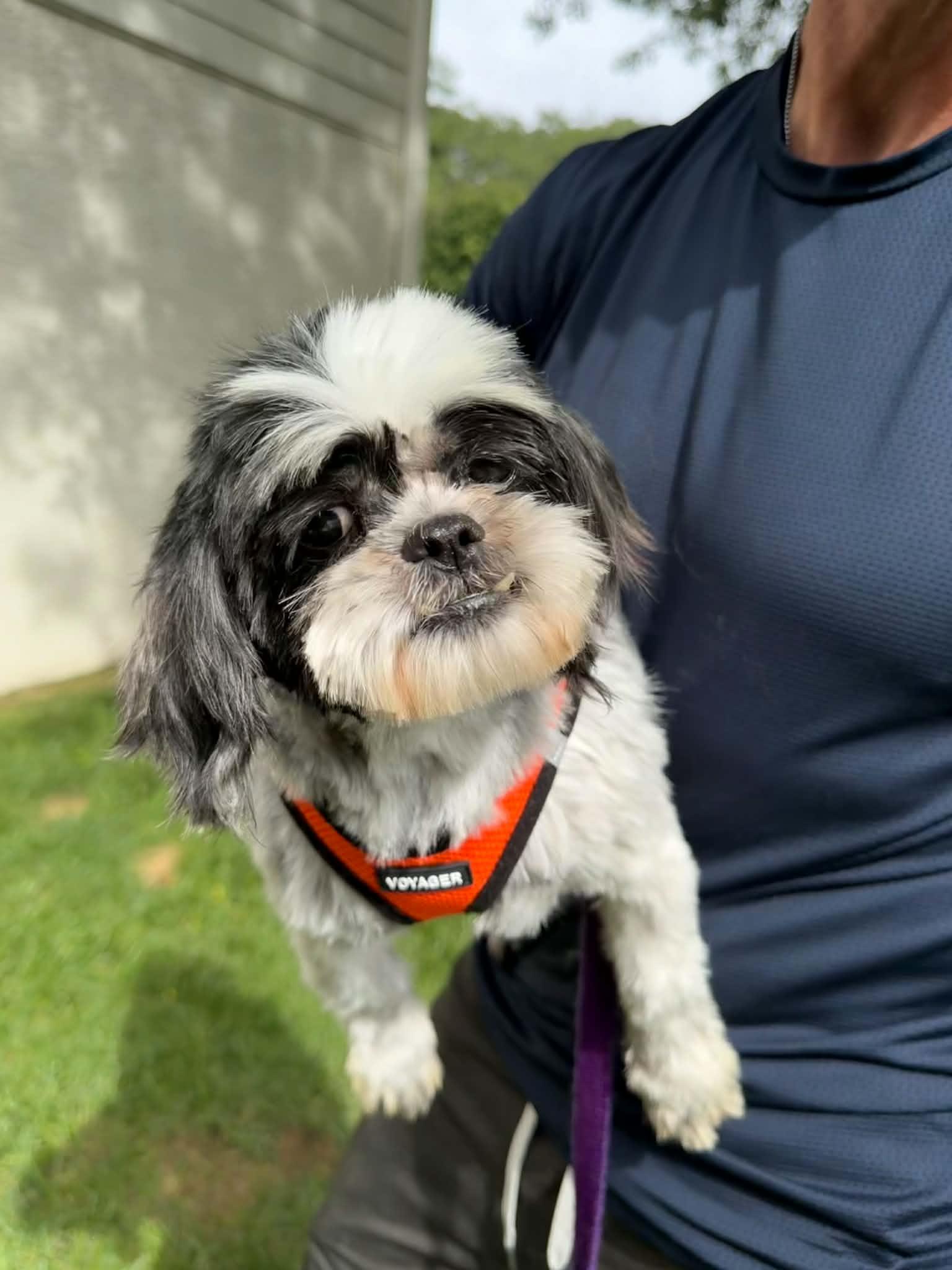 Enlarge Miley, a Adoptable Shih Tzu in Havertown, PA image 1/5