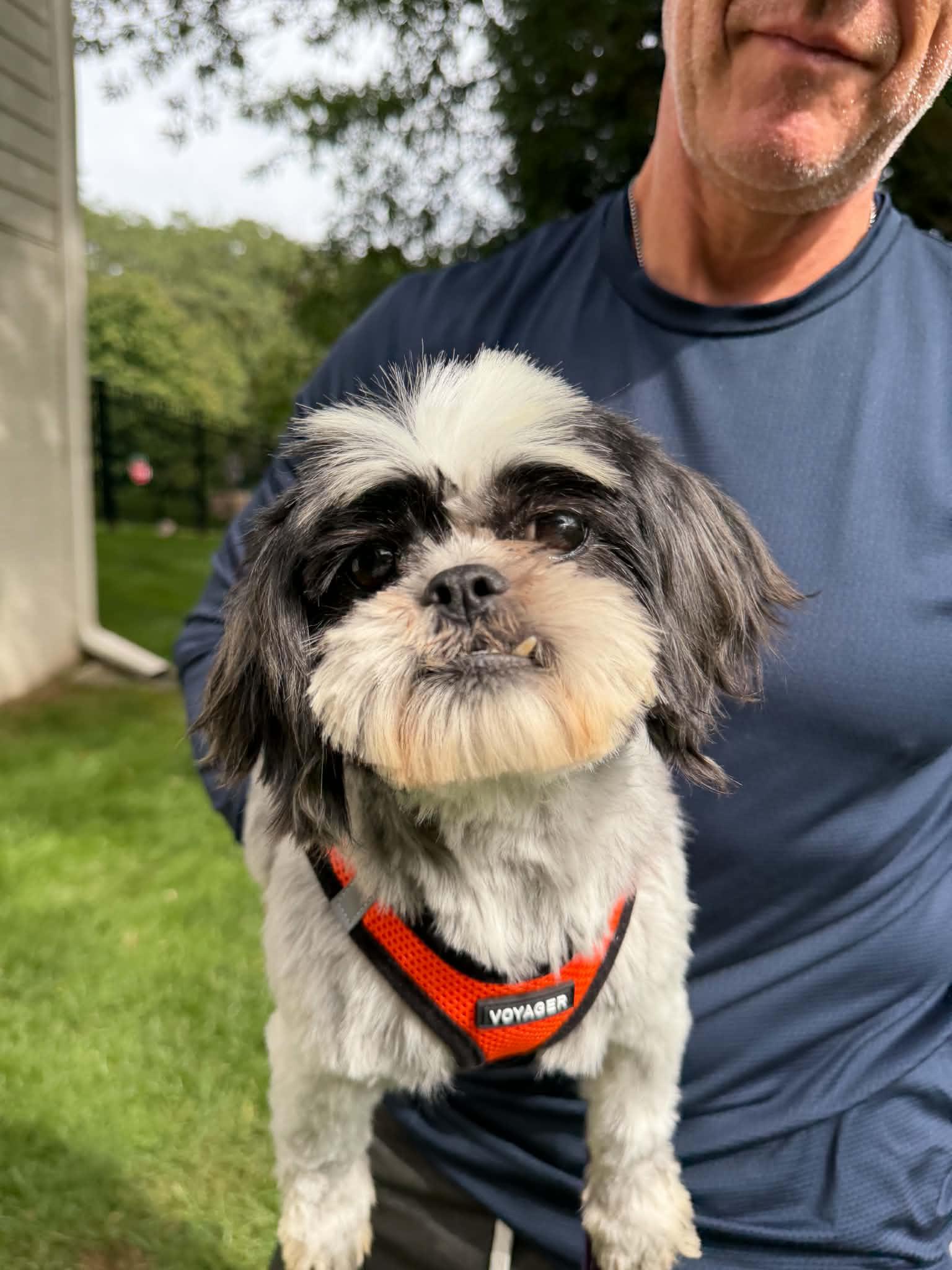 Enlarge Miley, a Adoptable Shih Tzu in Havertown, PA image 2/5