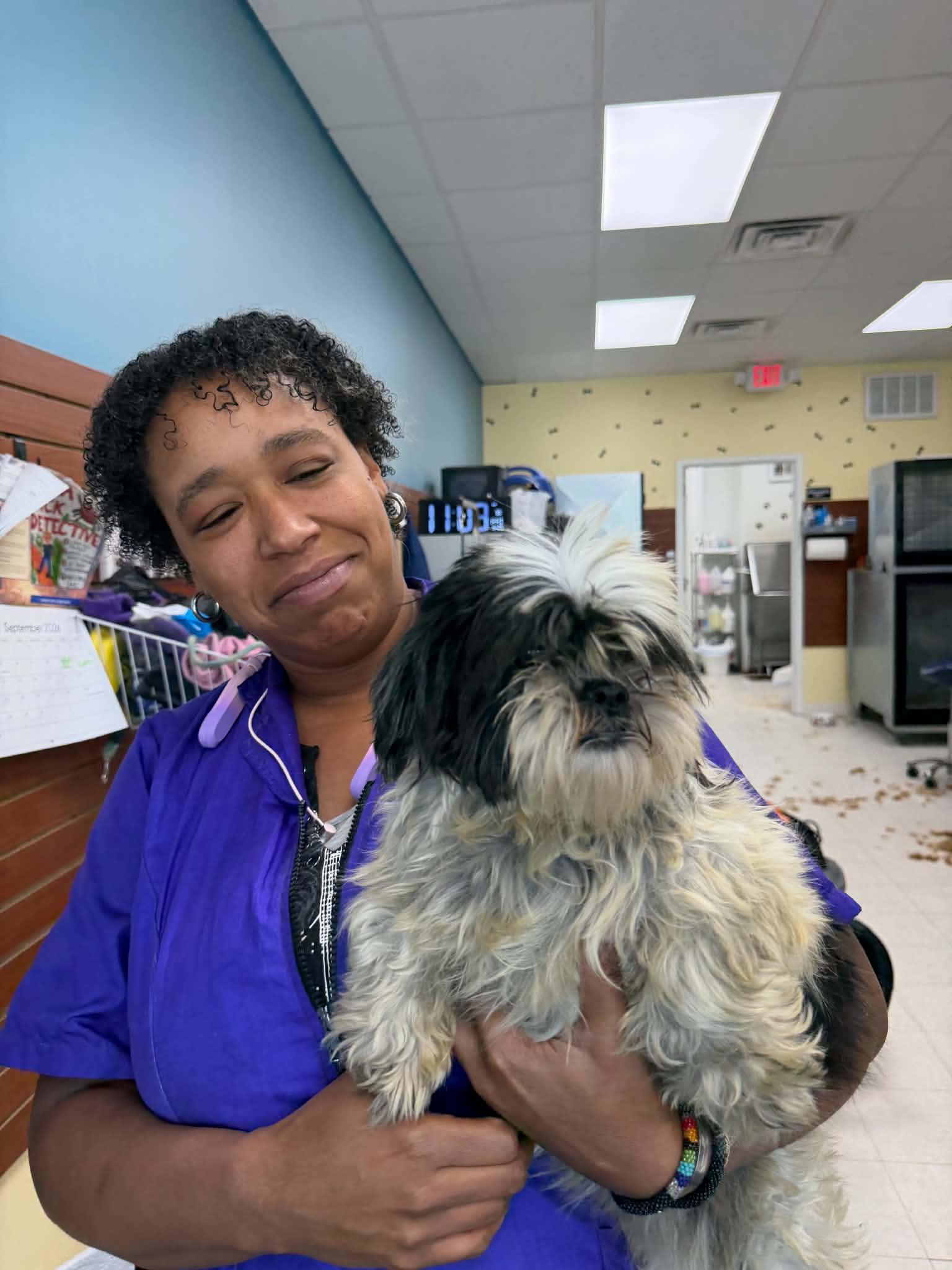Enlarge Miley, a Adoptable Shih Tzu in Havertown, PA image 3/5