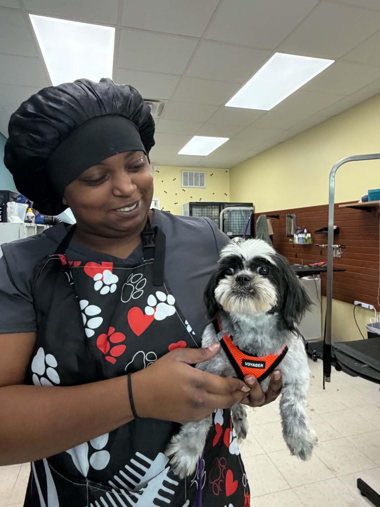 Enlarge Miley, a Adoptable Shih Tzu in Havertown, PA image 4/5