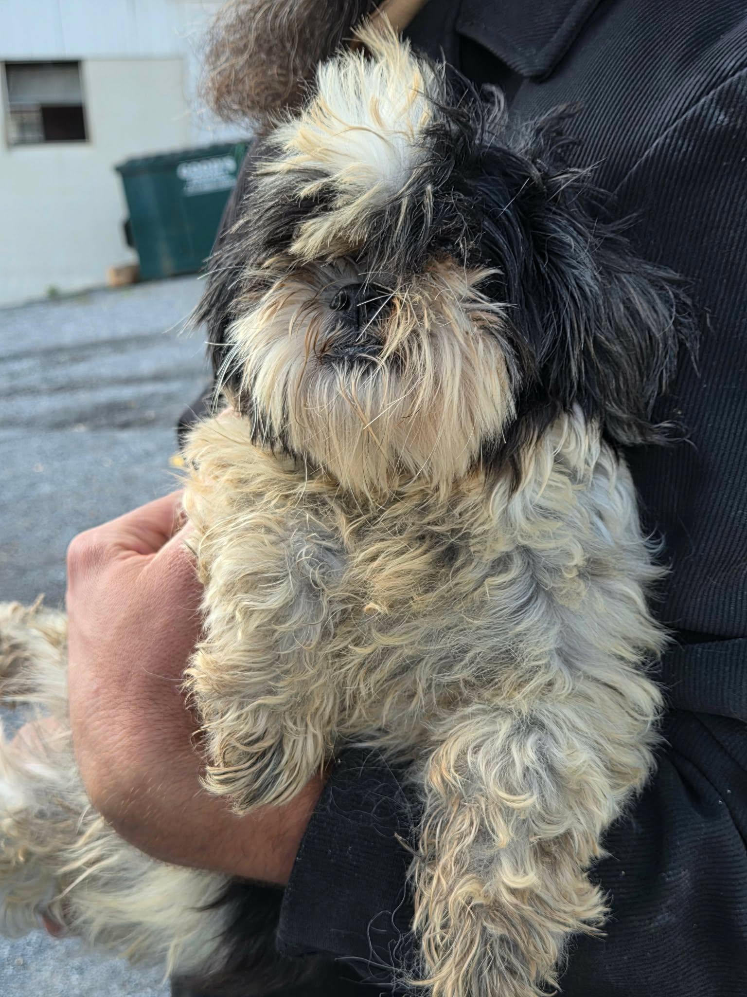 Enlarge Miley, a Adoptable Shih Tzu in Havertown, PA image 5/5
