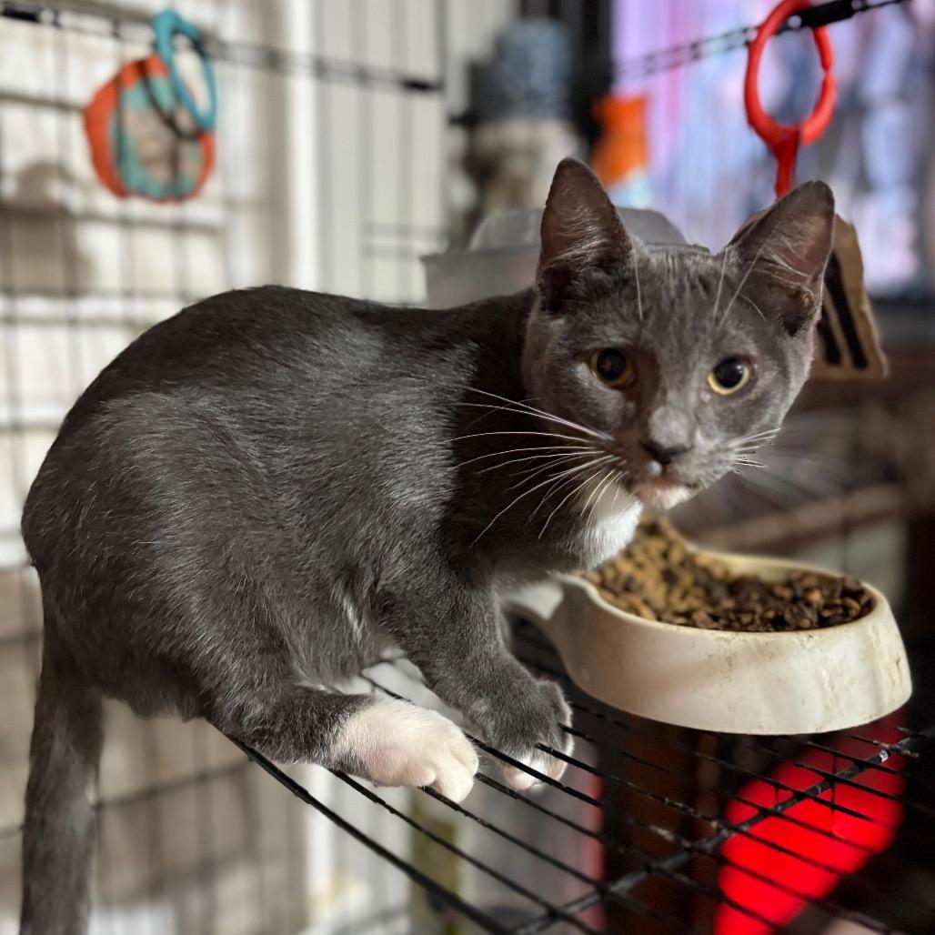 Enlarge Lobo, a Adoptable mixed breed in Riverside, CA image 3/5