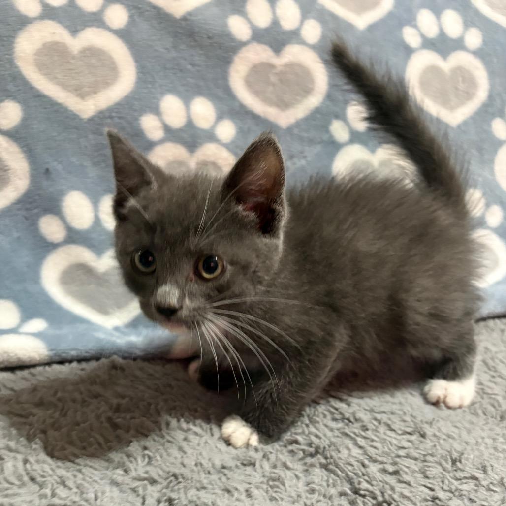 Enlarge Lobo, a Adoptable mixed breed in Riverside, CA image 5/5