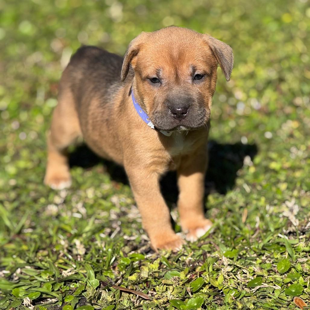 GISELLE, a Adoptable Shar-Pei in Wellington, FL image 1/4