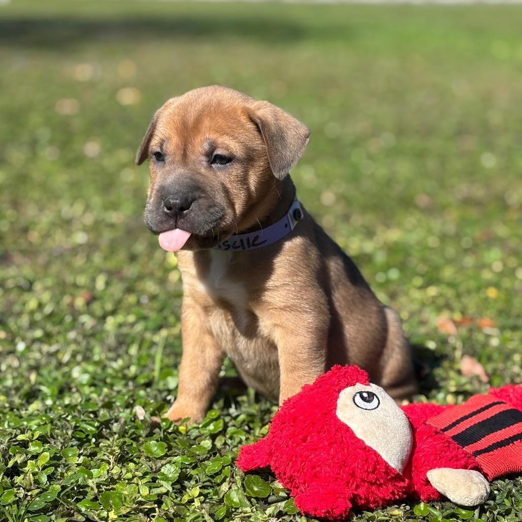 GISELLE, a Adoptable Shar-Pei in Wellington, FL image 2/4