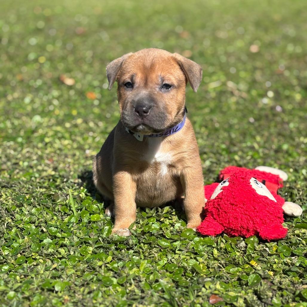 GISELLE, a Adoptable Shar-Pei in Wellington, FL image 3/4
