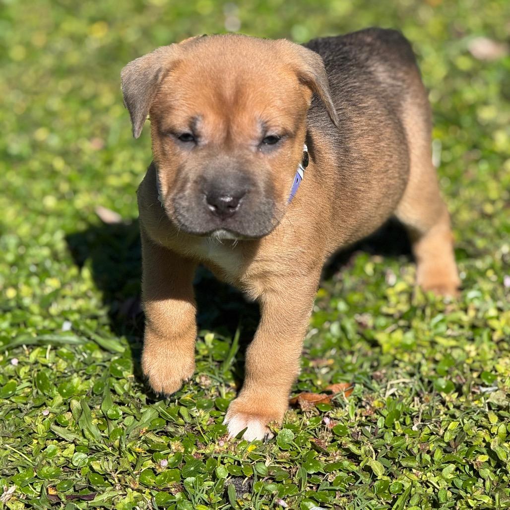 GISELLE, a Adoptable Shar-Pei in Wellington, FL image 4/4