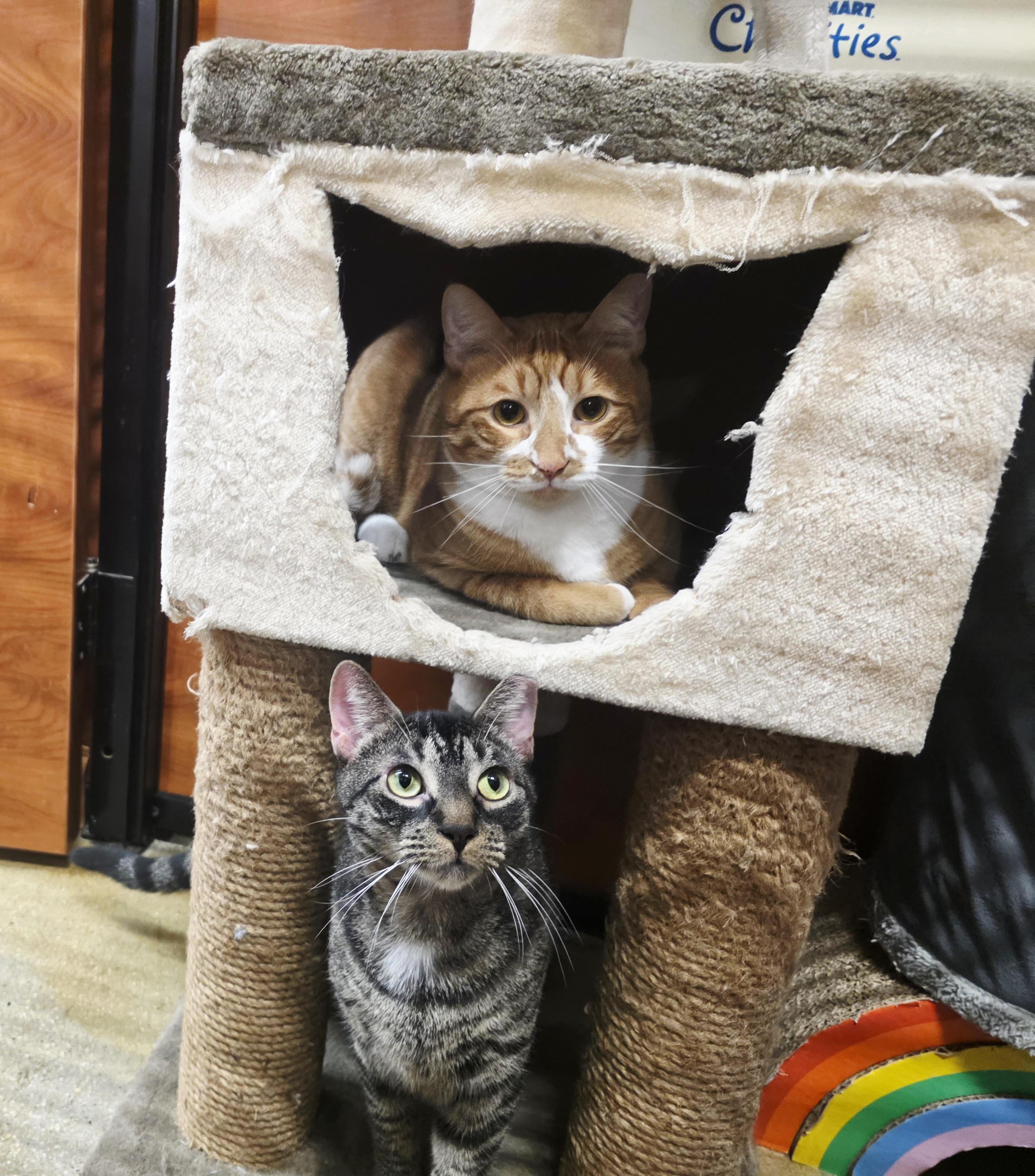 Enlarge Meet Rio @ North Bergen PetSmart!, a Adoptable Domestic Short Hair in North Bergen, NJ image 2/6