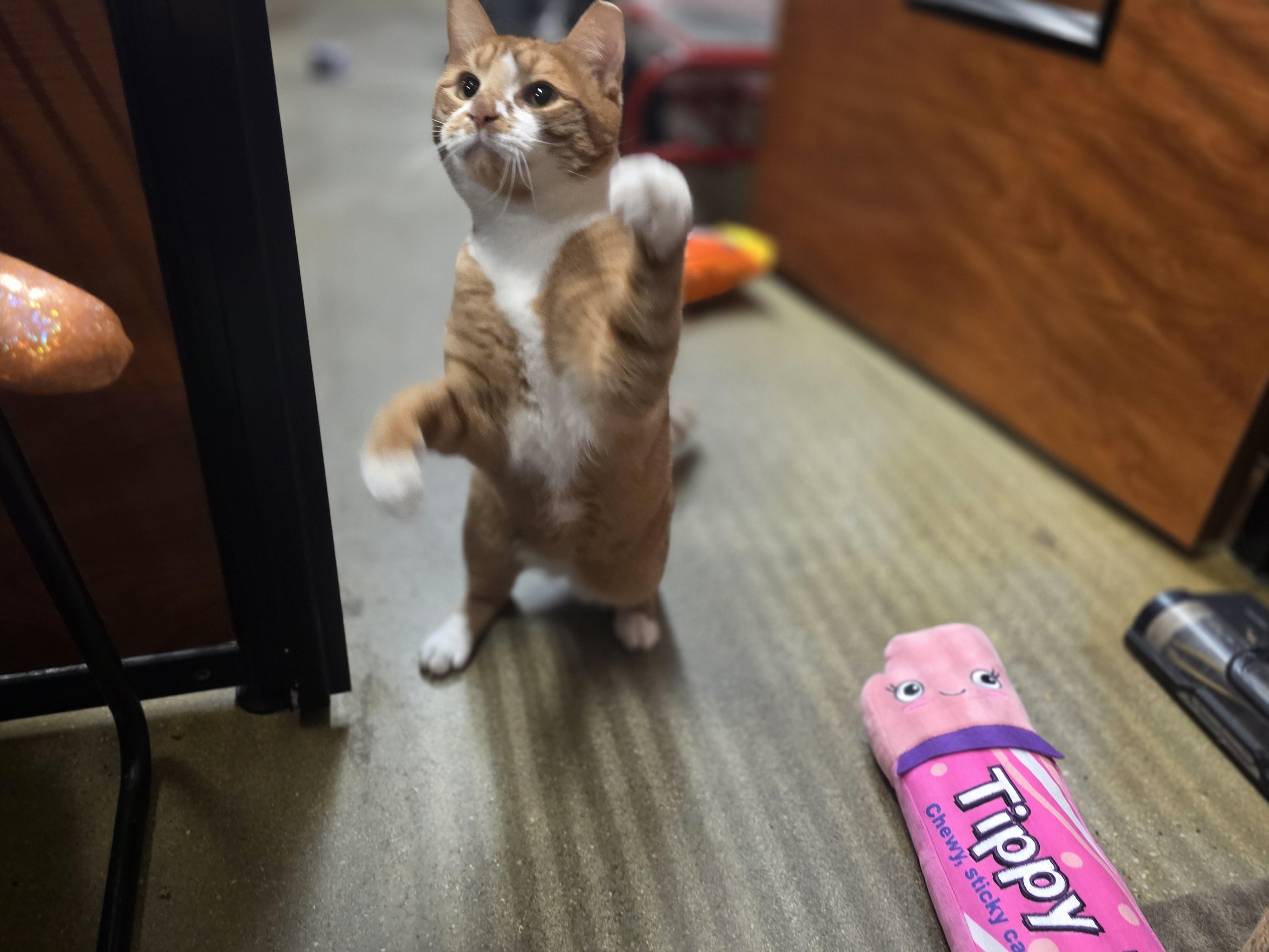 Enlarge Meet Rio @ North Bergen PetSmart!, a Adoptable Domestic Short Hair in North Bergen, NJ image 3/6
