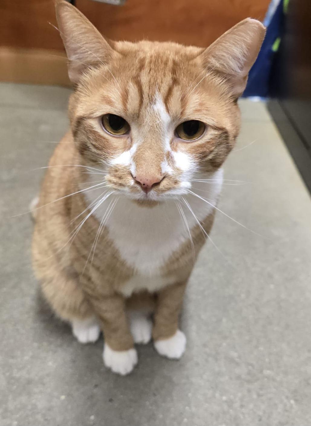 Enlarge Meet Rio @ North Bergen PetSmart!, a Adoptable Domestic Short Hair in North Bergen, NJ image 5/6