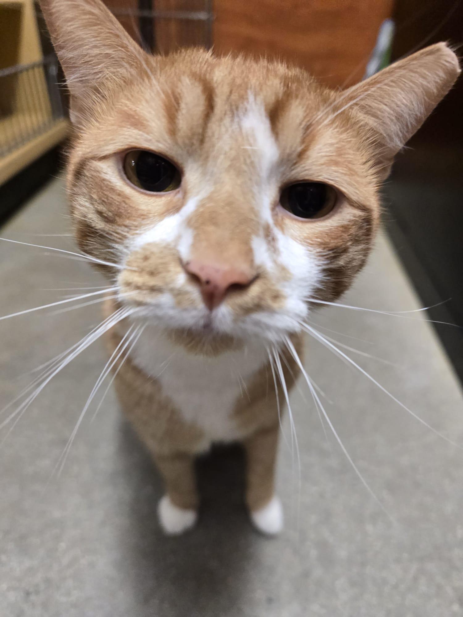 Meet Rio @ North Bergen PetSmart!, Adoptable, Young Male Domestic Short Hair.