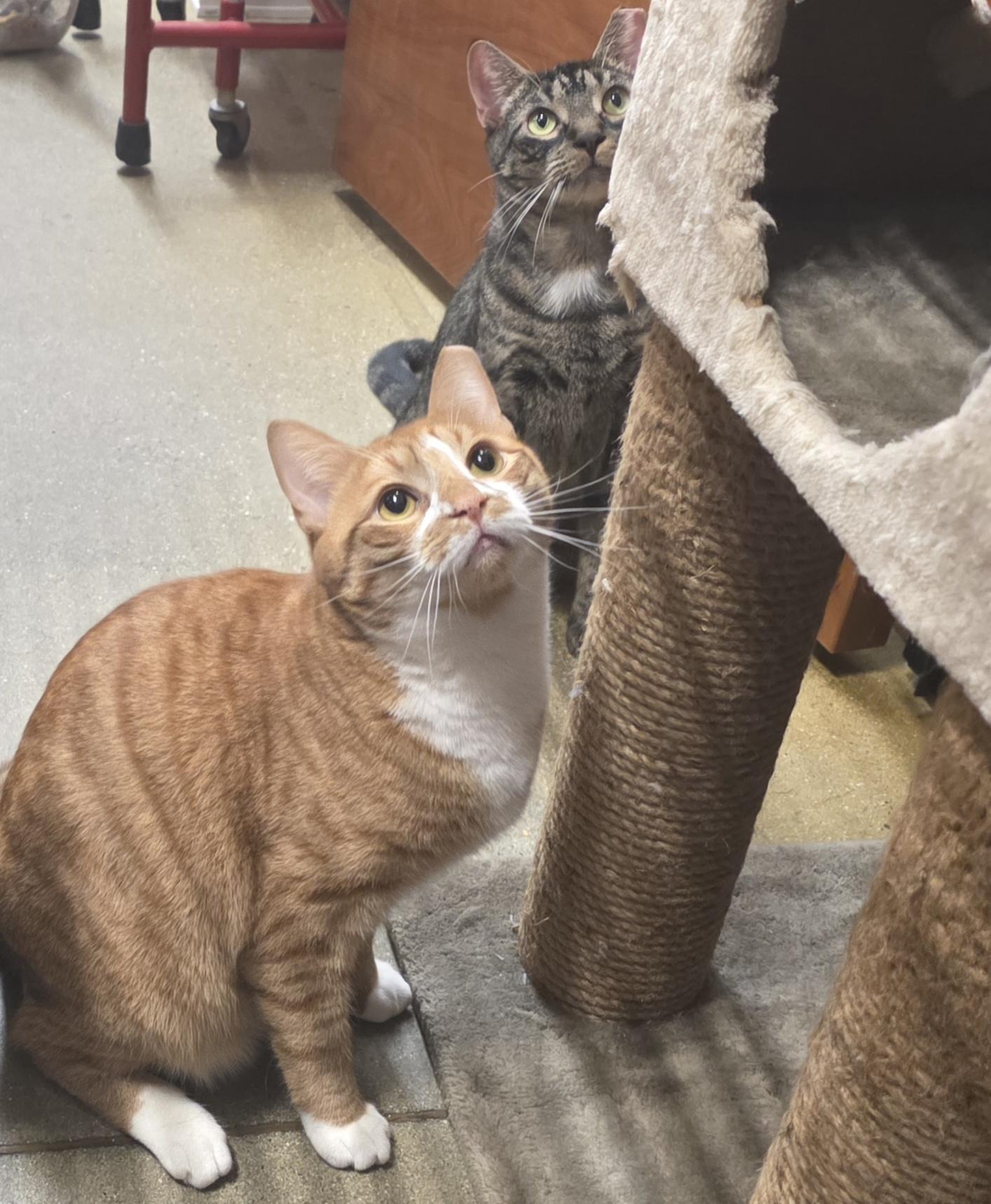 Enlarge Meet Rio @ North Bergen PetSmart!, a Adoptable Domestic Short Hair in North Bergen, NJ image 6/6