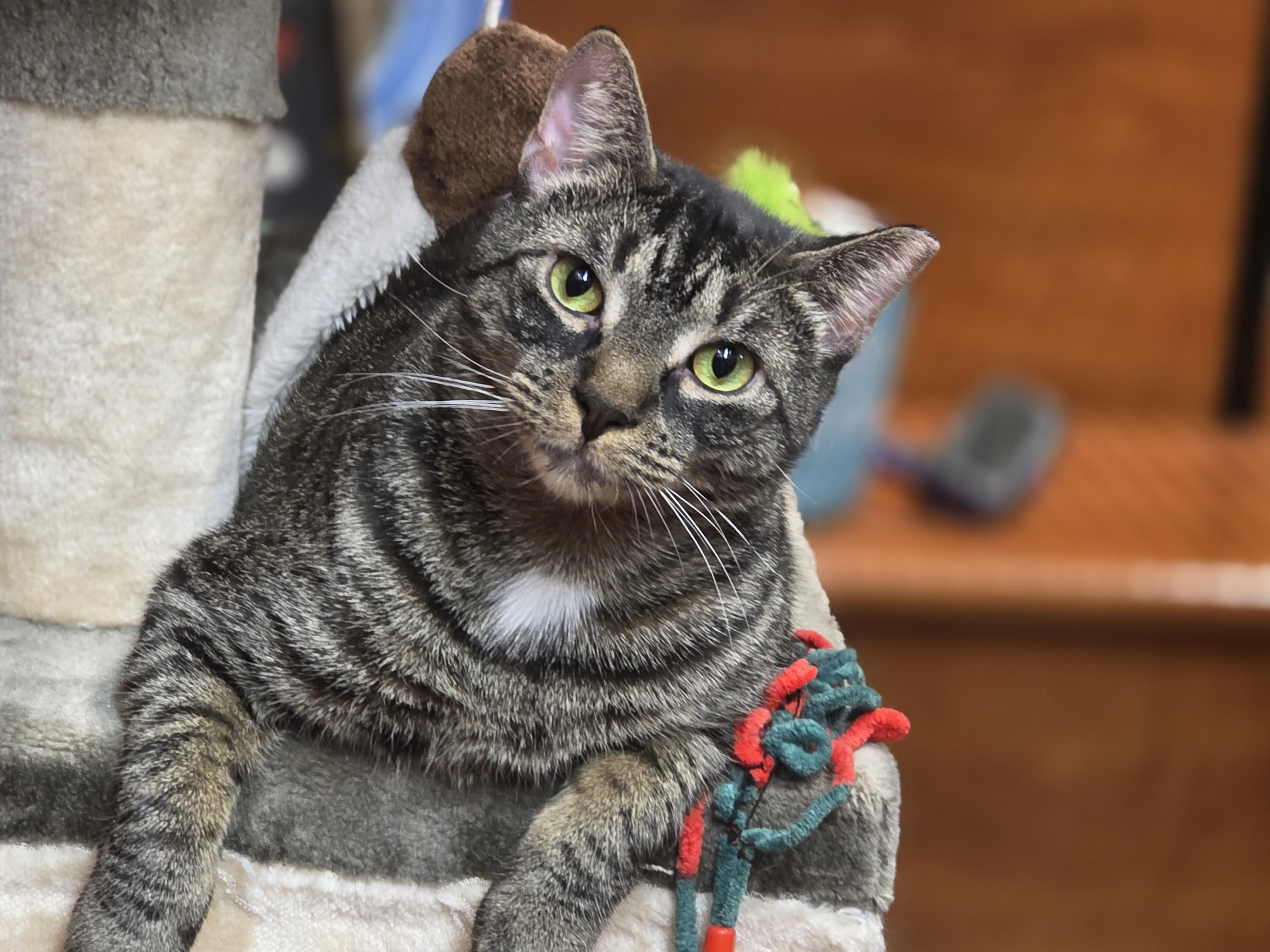 Bonded Brothers Rio & Max – Double the Love!, a Adoptable Domestic Short Hair in North Bergen, NJ image 2/6
