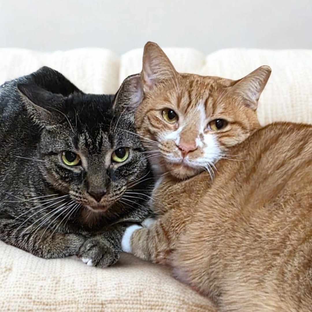 Bonded Brothers Rio & Max – Double the Love!, a Adoptable Domestic Short Hair in North Bergen, NJ image 1/6