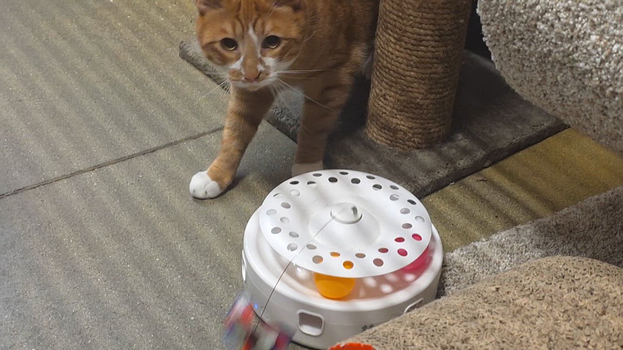 Enlarge Meet Rio @ North Bergen PetSmart!, a Adoptable Domestic Short Hair in North Bergen, NJ video 4/6