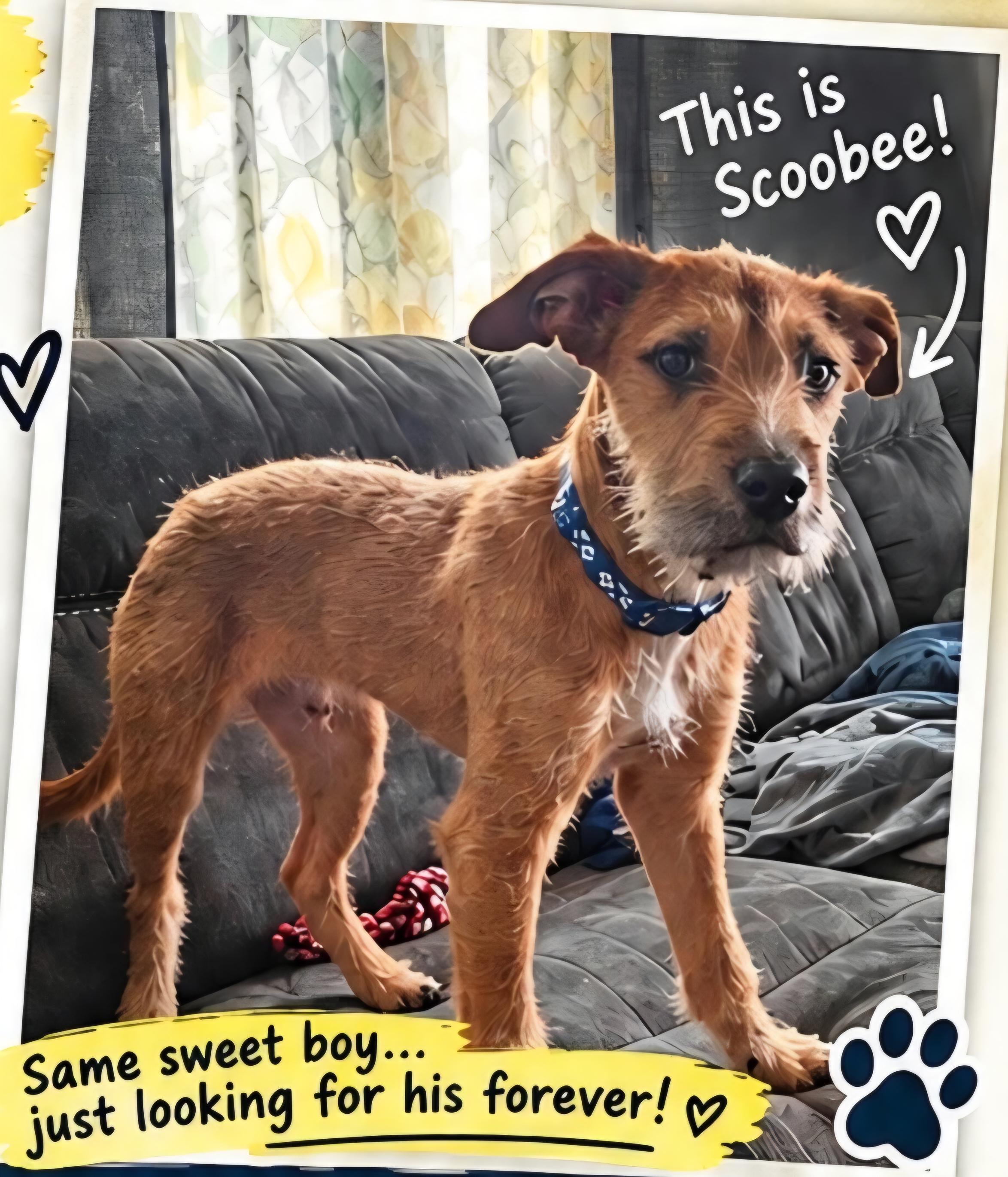 Scoobee, Adoptable, Young Male Border Terrier & Irish Terrier.
