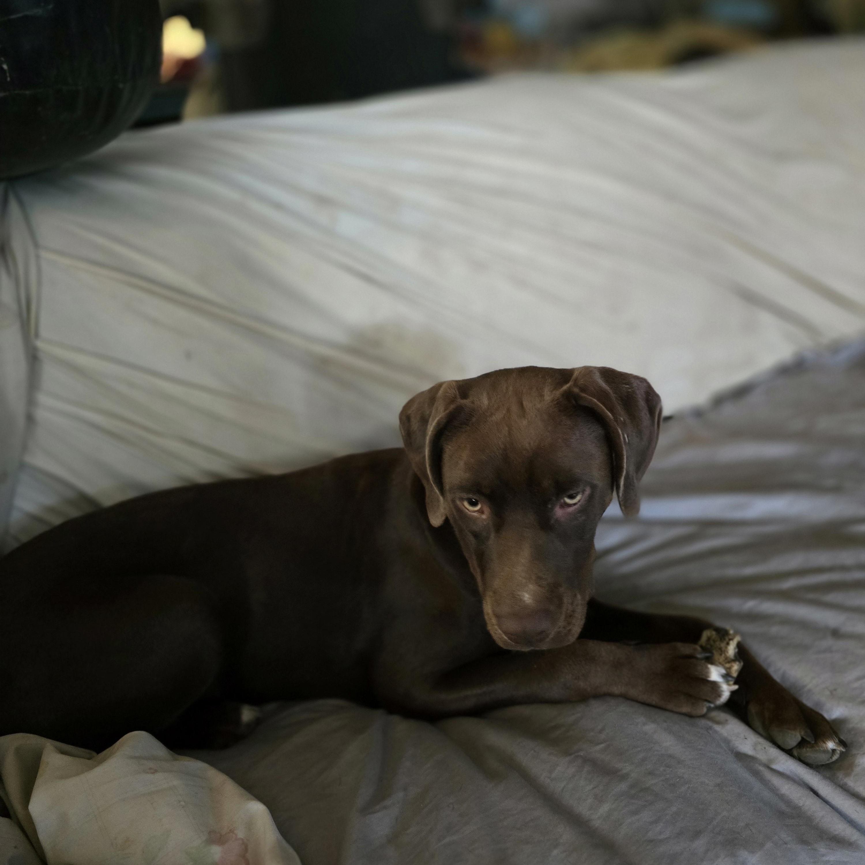 Charlotte, an adoptable Labrador Retriever, Pit Bull Terrier in Bristol, VT, 05443 | Photo Image 3