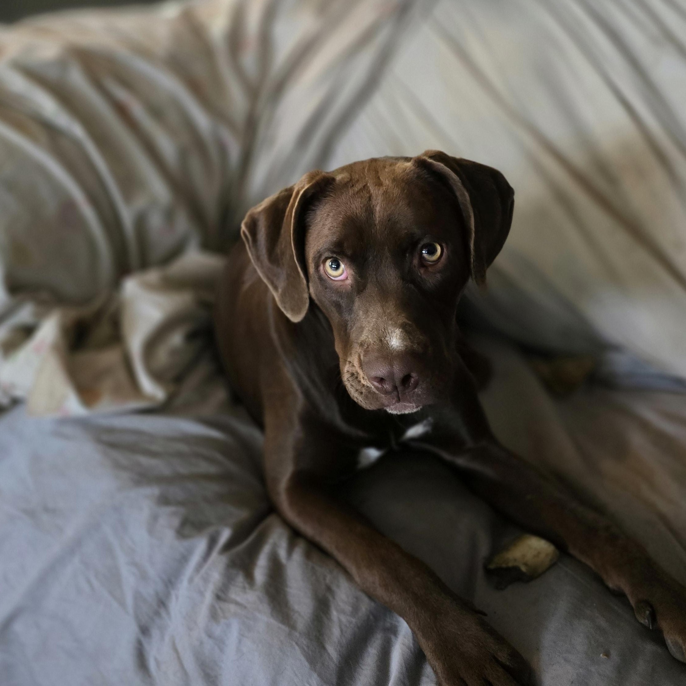 Charlotte, Adoptable, Puppy Female Labrador Retriever & Pit Bull Terrier.