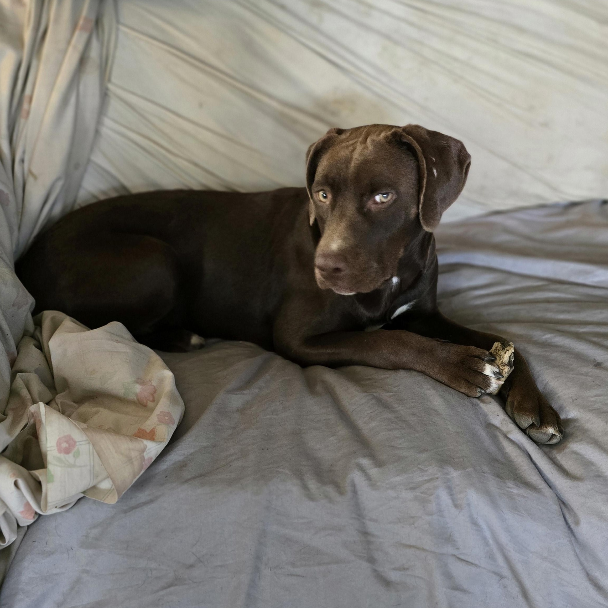 Charlotte, an adoptable Labrador Retriever, Pit Bull Terrier in Bristol, VT, 05443 | Photo Image 4