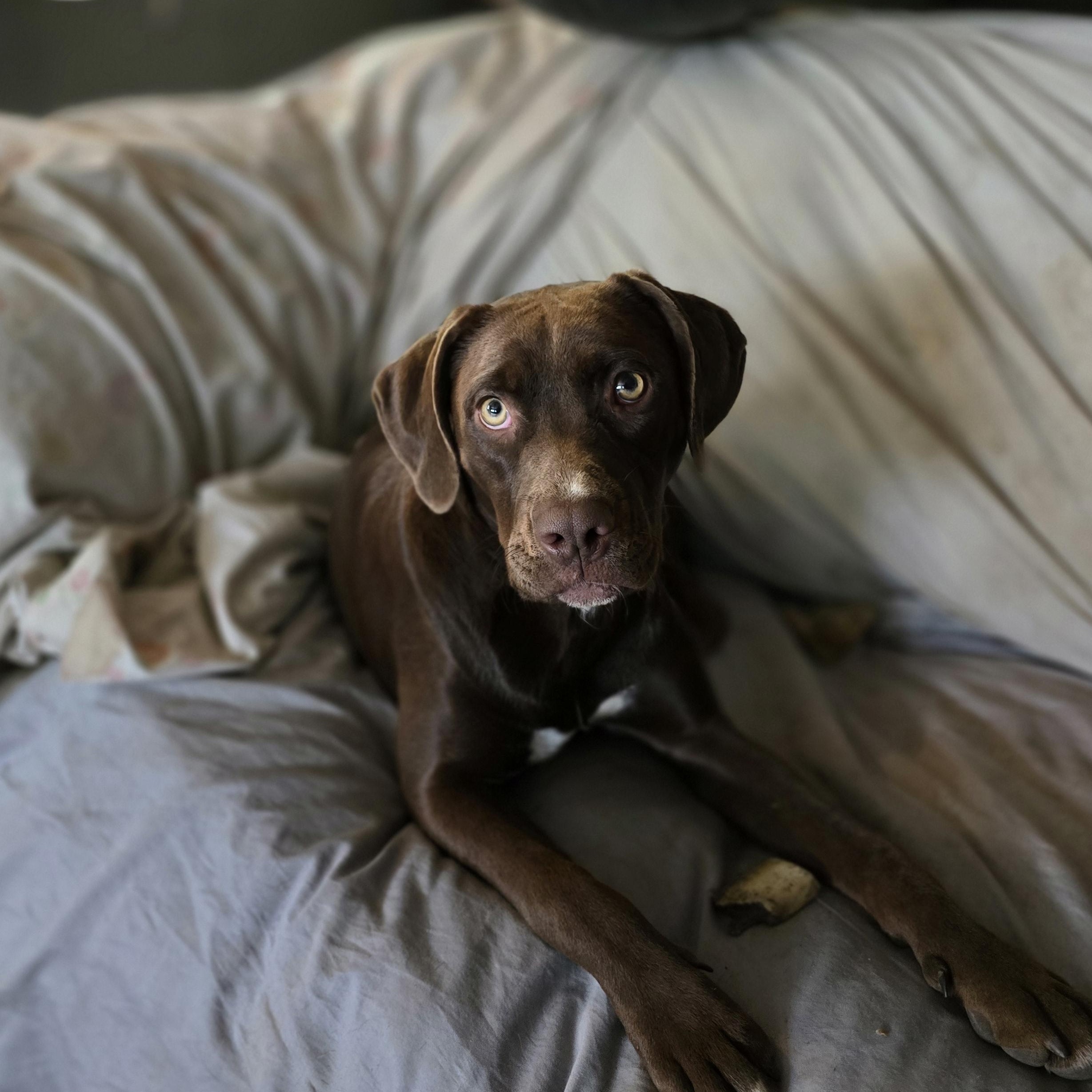 Charlotte, a Adoptable mixed breed in Bristol, VT image 2/4