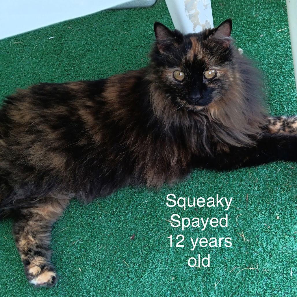 Squeaks(bonded w/Stripes)