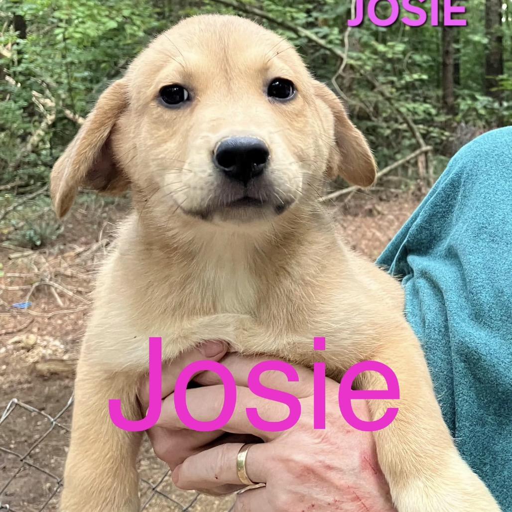 NY Josie (Foster in Holmes NY), Adoptable, Puppy Female Mixed Breed.