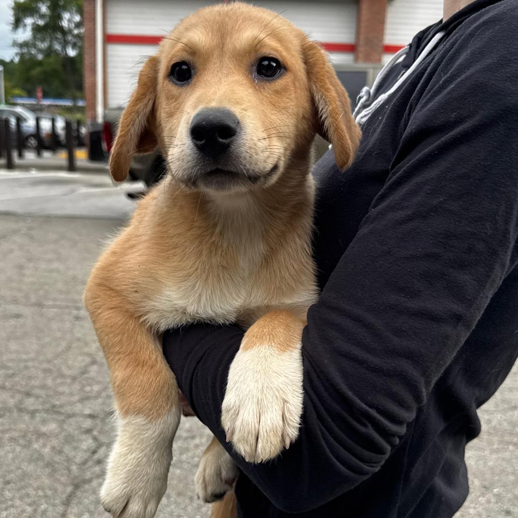 NY Josie (Foster in Holmes NY), a Adoptable Mixed Breed in Stormville, NY image 2/5