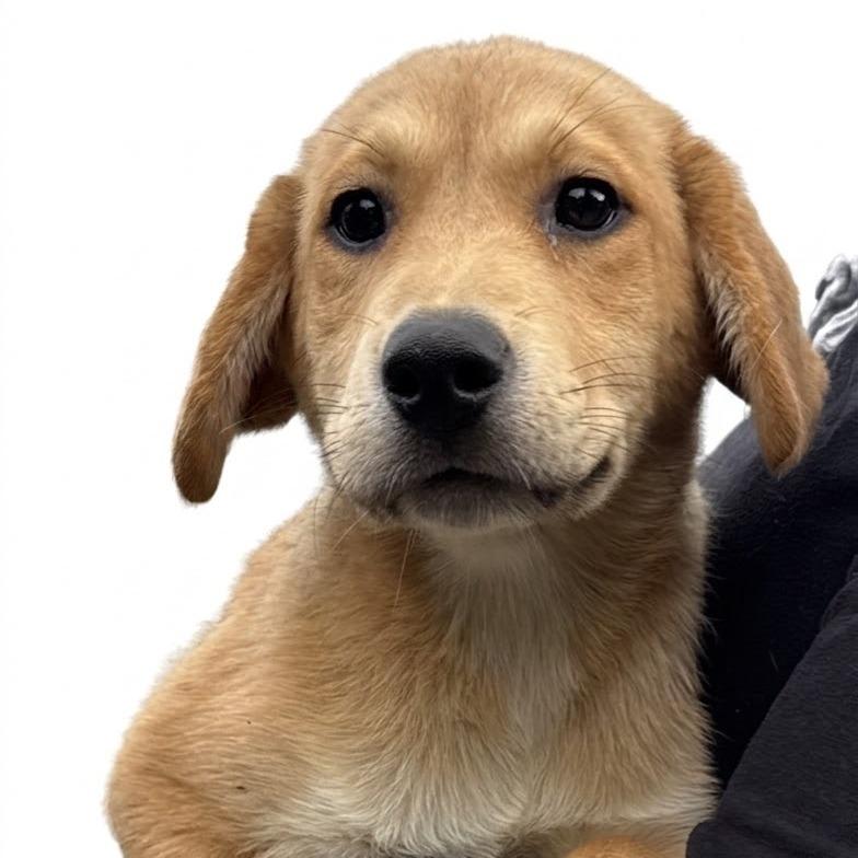 NY Josie (Foster in Holmes NY), a Adoptable Mixed Breed in Stormville, NY image 3/5