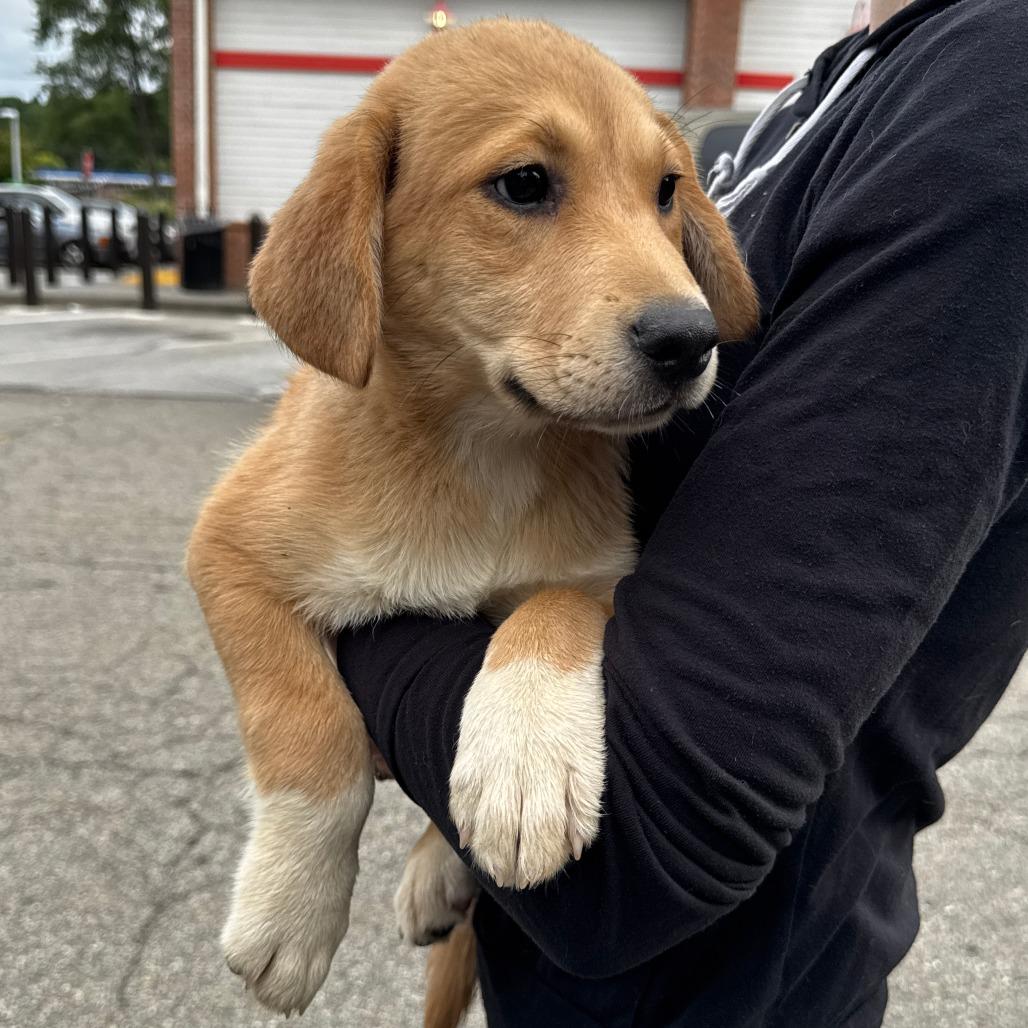 NY Josie (Foster in Holmes NY), a Adoptable Mixed Breed in Stormville, NY image 4/5
