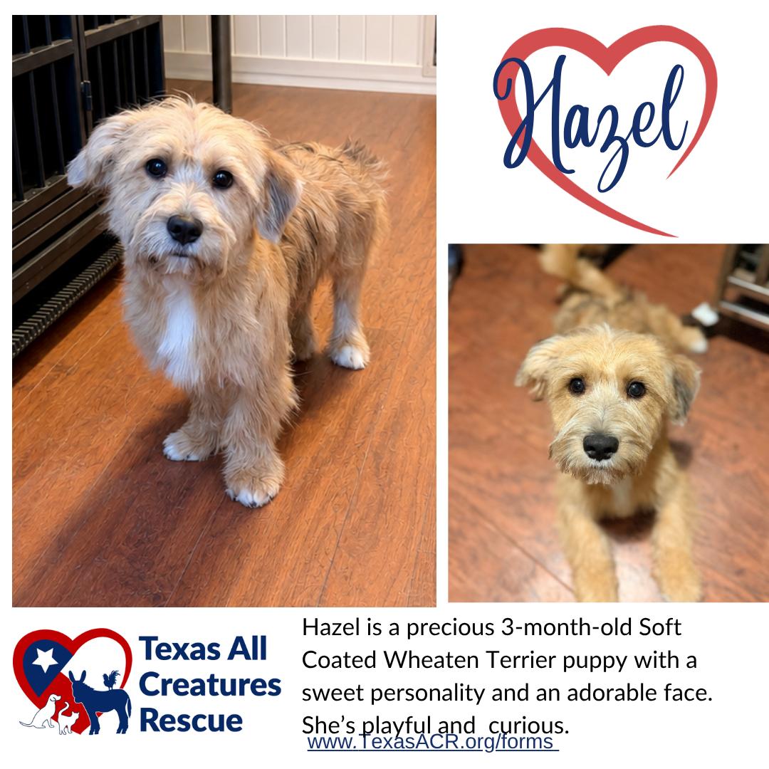 Enlarge Hazel, a Adoptable Wheaten Terrier in Alvarado, TX image 1/1
