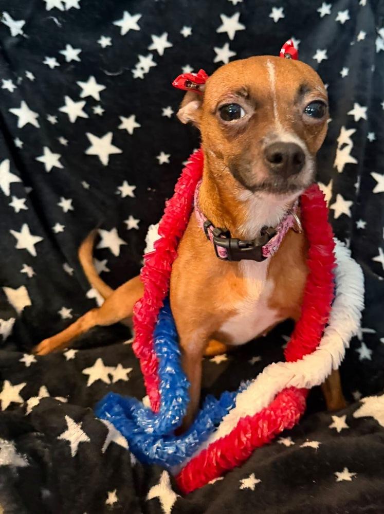 Soaphie, Adoptable, Adult Female Chihuahua.