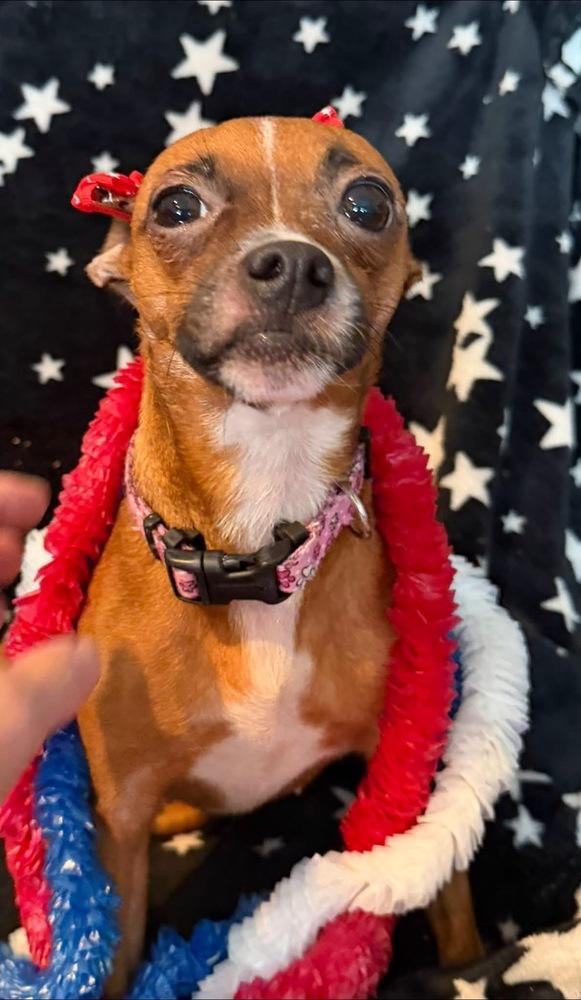 Enlarge Soaphie, a Adoptable mixed breed in Scranton, PA image 2/2