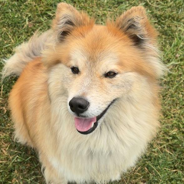 Enlarge Bear 13D26, a Adoptable Mixed Breed in Napoleon, OH image 1/6