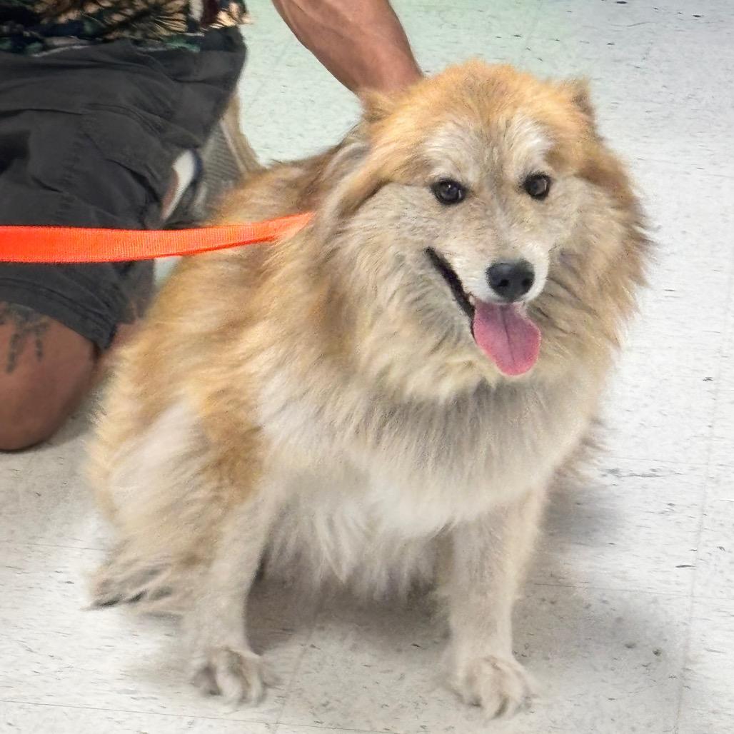 Enlarge Bear 13D26, a Adoptable Mixed Breed in Napoleon, OH image 2/6