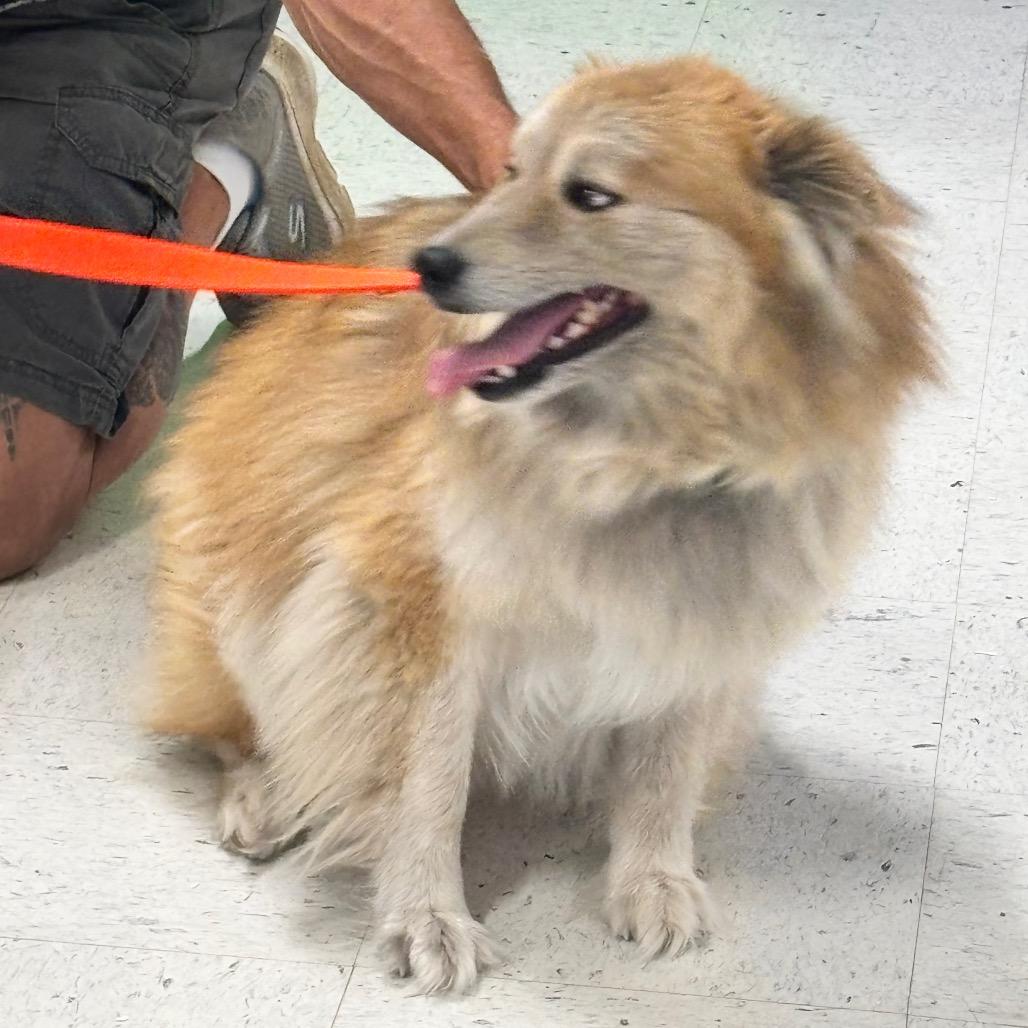 Enlarge Bear 13D26, a Adoptable Mixed Breed in Napoleon, OH image 3/6