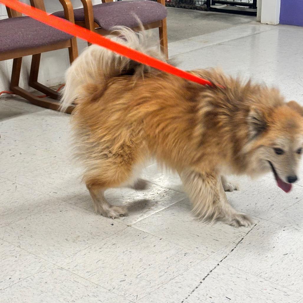Enlarge Bear 13D26, a Adoptable Mixed Breed in Napoleon, OH image 4/6