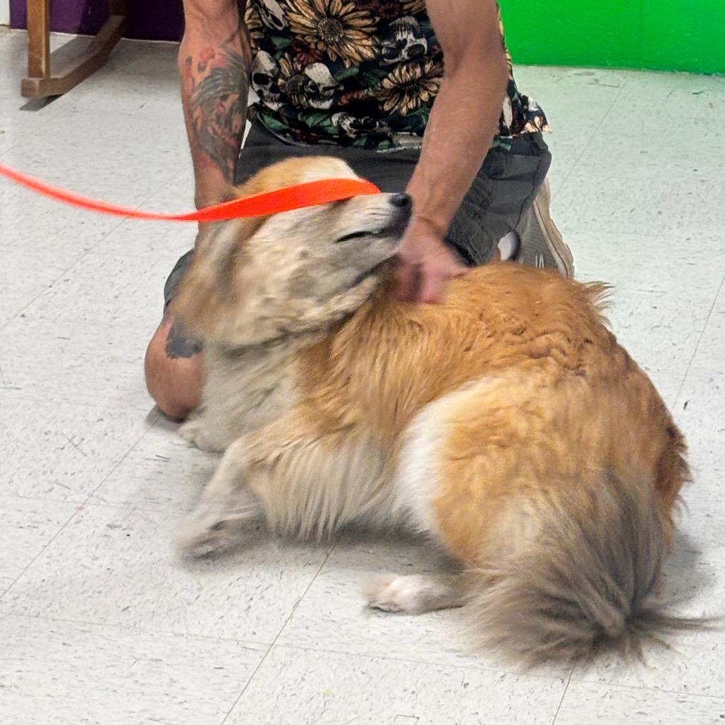 Enlarge Bear 13D26, a Adoptable Mixed Breed in Napoleon, OH image 5/6