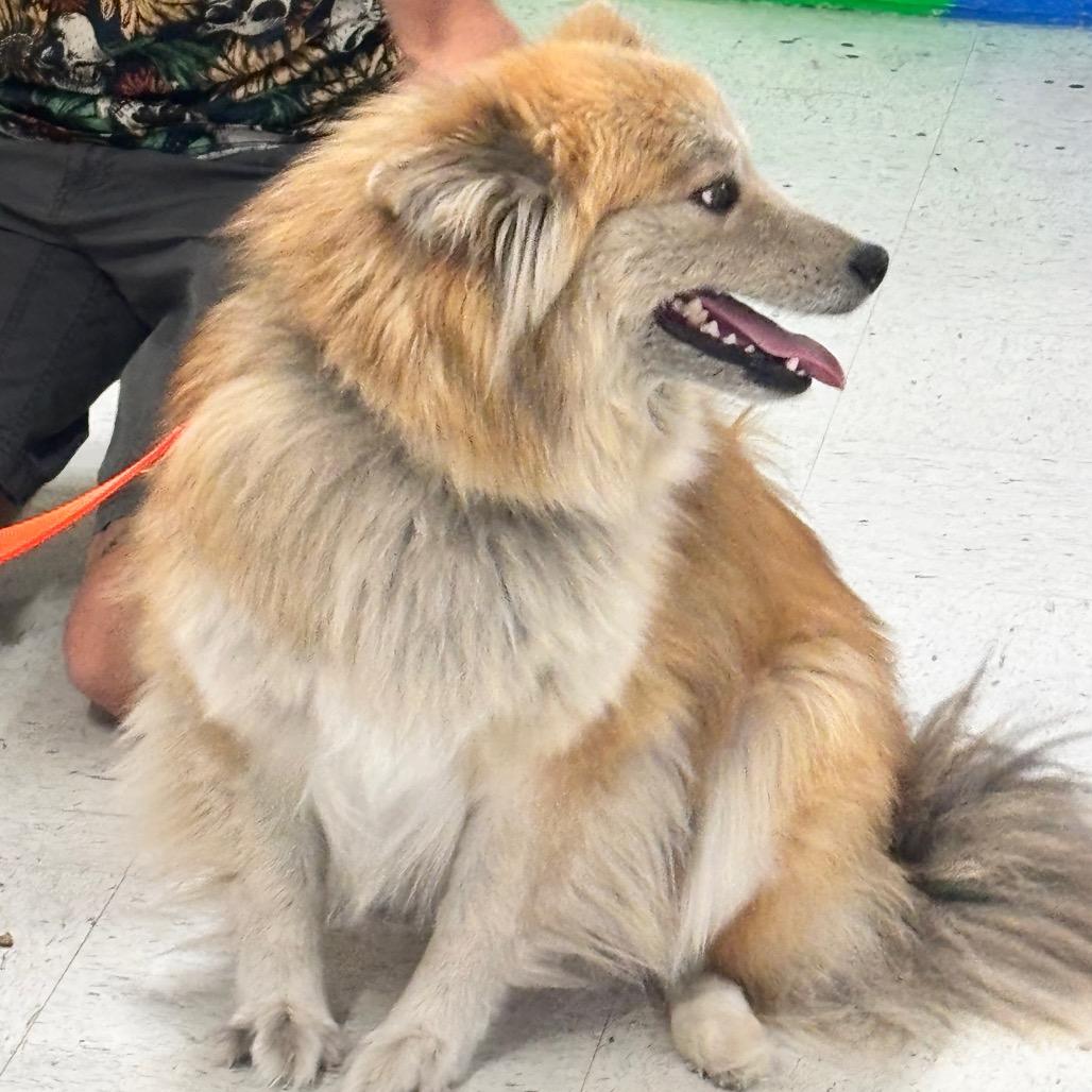 Enlarge Bear 13D26, a Adoptable Mixed Breed in Napoleon, OH image 6/6
