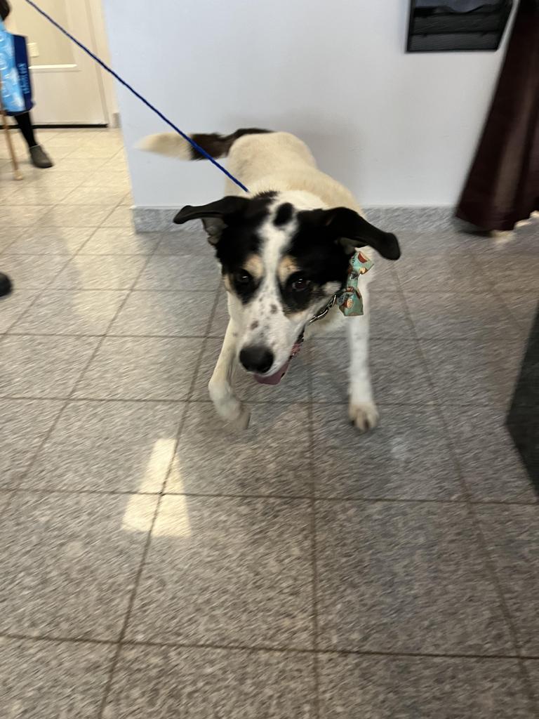 Enlarge Sal, a Adoptable mixed breed in Angola, IN image 1/6