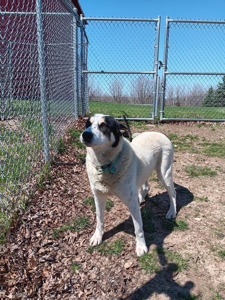Enlarge Sal, a Adoptable mixed breed in Angola, IN image 2/6
